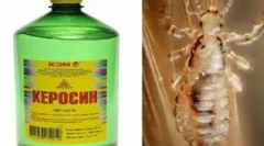 Актуальність використання керосу з вошей та гуд